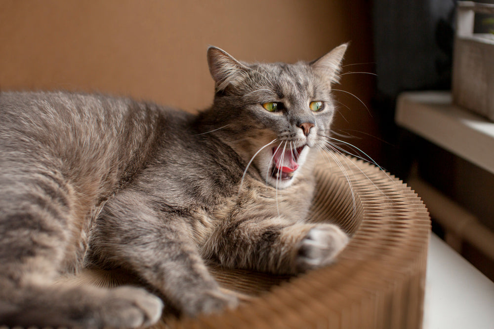7 Ways to Keep Your Indoor Cat Happy and Healthy in 2025