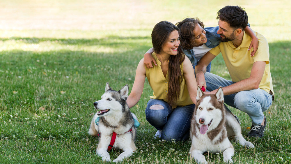 5 Must-Have Pet Products Every Pet Parent Should Own in 2025