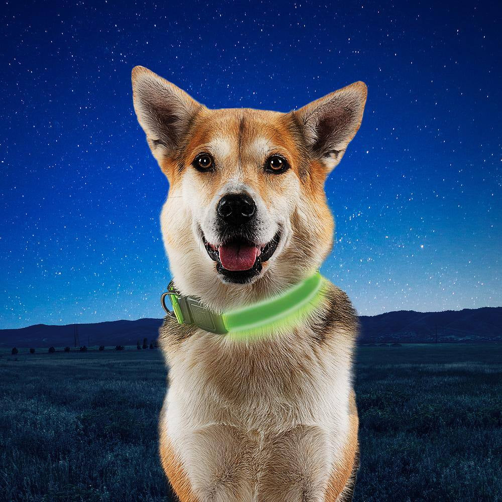 Nitedog - L - Lime/Green Rechargeable LED Collar